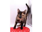 Adopt Vivienne a Domestic Shorthair / Mixed cat in Muskegon, MI (33712430)