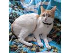 Adopt Gigi a Orange or Red Tabby Domestic Shorthair (short coat) cat in Toronto