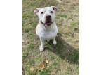 Adopt Luna a White American Pit Bull Terrier / Mixed dog in Worcester