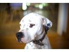 Adopt Chunk a Black - with White American Staffordshire Terrier / Mixed dog in