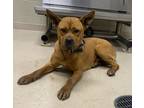 Adopt 12152 a Chow Chow / German Shepherd Dog / Mixed dog in Covington