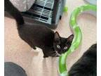 Adopt Beaver a All Black Domestic Shorthair / Domestic Shorthair / Mixed cat in