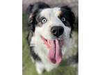 Adopt Ramsey a Black Australian Shepherd / Mixed dog in Flagstaff, AZ (33706837)