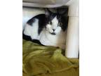 Adopt Tuxedo a White Domestic Shorthair / Domestic Shorthair / Mixed cat in