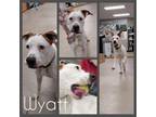 Adopt Wyatt-H a American Staffordshire Terrier / Mixed dog in Warsaw