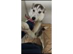 Adopt Haven-H a Husky / Mixed dog in Warsaw, IN (33712572)