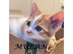 Adopt Mulan a White Domestic Shorthair / Domestic Shorthair / Mixed cat in