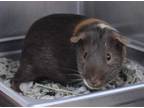 Adopt Sebastian a Brown or Chocolate Guinea Pig / Guinea Pig / Mixed small