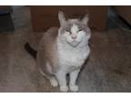 Adopt Amelia a Cream or Ivory (Mostly) Siamese / Mixed (medium coat) cat in