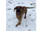 Adopt Dolly a Brown/Chocolate Labrador Retriever / Mixed dog in Yadkinville