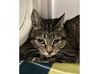 Adopt Moma Meow a Domestic Shorthair / Mixed cat in Sheboygan, WI (33713370)
