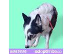 Adopt 49419590 a Black Husky / Mixed dog in El Paso, TX (33710871)