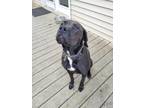 Adopt Tippy a Brindle - with White German Shorthaired Pointer / American Pit