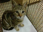 Adopt OCKY a Brown Tabby Domestic Shorthair / Mixed (short coat) cat in Doral