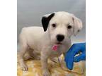 Adopt BEAN a Black - with White Boxer / American Pit Bull Terrier / Mixed dog in