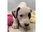 Adopt FRAPPE a Black - with White Boxer / American Pit Bull Terrier / Mixed dog