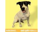 Adopt 48638443 a White Border Terrier / Mixed dog in El Paso, TX (33710645)