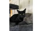 Adopt Ravyn a All Black Domestic Shorthair / Mixed (short coat) cat in West