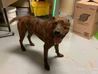 Adopt ZUES a Brindle Mixed Breed (Medium) / Mixed dog in Ocala, FL (33713292)