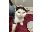 Adopt Moo a White Domestic Shorthair / Domestic Shorthair / Mixed cat in