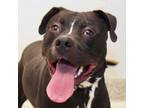Adopt Dakota a Black Mixed Breed (Large) / Mixed dog in Lansing, MI (33713128)