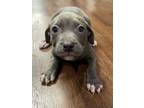 Adopt Chris a Gray/Blue/Silver/Salt & Pepper Mixed Breed (Large) / Mixed dog in