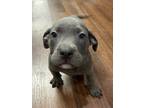 Adopt Ron a Gray/Blue/Silver/Salt & Pepper Mixed Breed (Large) / Mixed dog in