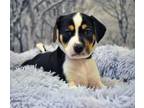 Adopt Snickers a Tricolor (Tan/Brown & Black & White) Beagle / Sheltie