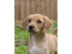 Adopt Martha a Tan/Yellow/Fawn Labrador Retriever / Hound (Unknown Type) / Mixed
