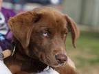 Adopt Java a Brown/Chocolate Mixed Breed (Small) / Mixed dog in Georgetown
