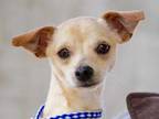 Adopt Snap a Tan/Yellow/Fawn Mixed Breed (Small) / Mixed dog in Georgetown