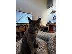 Adopt Kopper a Gray or Blue (Mostly) American Shorthair / Mixed (short coat) cat