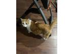 Adopt Chloe a Orange or Red Tabby Domestic Mediumhair / Mixed (medium coat) cat