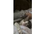Adopt Alvin a Brown Tabby Domestic Shorthair / Mixed (medium coat) cat in North
