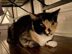 Adopt Snickers and Betty Boop a Calico or Dilute Calico Domestic Shorthair /