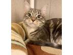Adopt Junie a Gray or Blue Domestic Shorthair / Domestic Shorthair / Mixed cat