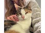 Adopt Momma Girl a Calico or Dilute Calico Calico (short coat) cat in Okmulgee