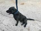 Adopt 1138809 a Black Labrador Retriever / Mixed dog in Dallas, TX (33712863)