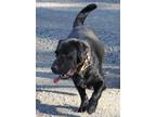 Adopt Stanley a Black Labrador Retriever / Mixed dog in Warrenton, VA (33712834)