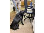Adopt 49451523 a Black Labrador Retriever / Mixed dog in Cullman, AL (33712780)
