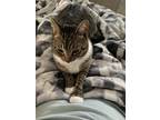 Adopt Abby a Brown Tabby Domes