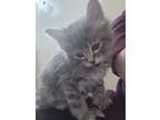 Adopt Bean a Gray or Blue Domestic Mediumhair / Mixed (long coat) cat in Bells