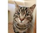 Adopt Lamont a Brown or Chocolate Domestic Shorthair / Domestic Shorthair /