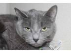 Adopt Nawla a Gray or Blue American Shorthair / Domestic Shorthair / Mixed cat