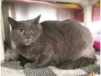 Adopt Simon a Gray or Blue Domestic Shorthair / Domestic Shorthair / Mixed cat