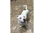 Adopt Spot a White Mixed Breed (Medium) / Mixed dog in Vincennes, IN (33712749)