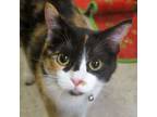 Adopt Stormi a All Black Domestic Shorthair / Domestic Shorthair / Mixed cat in