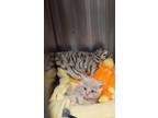 Adopt Puff a Tan or Fawn Domestic Shorthair / Domestic Shorthair / Mixed cat in