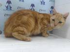 Adopt ATHENA a Orange or Red Tabby Domestic Shorthair / Mixed (short coat) cat