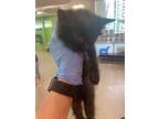 Adopt PETER a All Black Domestic Mediumhair / Mixed (medium coat) cat in